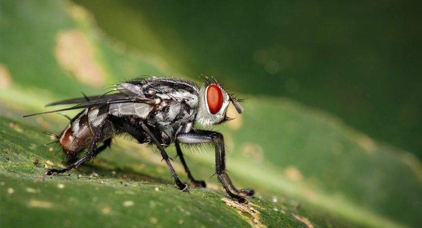 Has sentit a parlar de la mosca negra?
